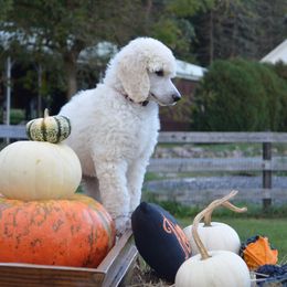 Poodle Puppies from D and D Standard Poodles
