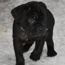Turquoise - Black female Cane Corso puppy in Sault Ste Marie, Michigan from Willow Creek Cane Corsos