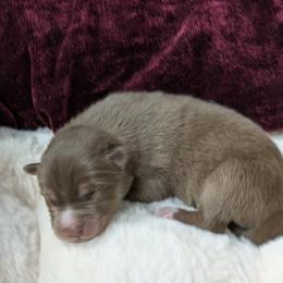 Male 3 - Red and white male Siberian Husky puppy in Coshocton, Ohio from Wyant Farms
