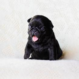 Gable - Black male Pug puppy in Caldwell, Ohio from Folklore Kennel