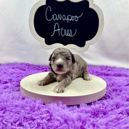 Astro - Merle male Bernedoodle puppy in Lancaster, Missouri from Cavapoo Acres