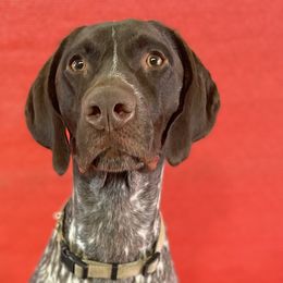 German Shorthaired Pointers from Morrison Gun dogs