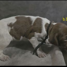 Girl 1 - Liver roan female German Shorthaired Pointer puppy in Dahlonega, Georgia from Pointer Mountain Bird Dogs