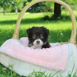 Lulu - Red tri female Miniature Australian Shepherd puppy in Woodsdale, Ohio from Crest View Minis