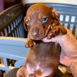 Spicy - Chocolate and tan female Dachshund puppy in Russellville, Arkansas from Cains River Valley Dachshunds