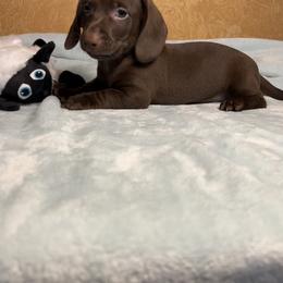 Frankenstein - Chocolate male Dachshund puppy in Norco, California from Norco dachshunds