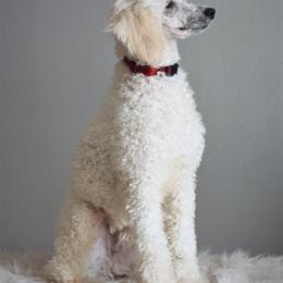 Jeremy - Poodle