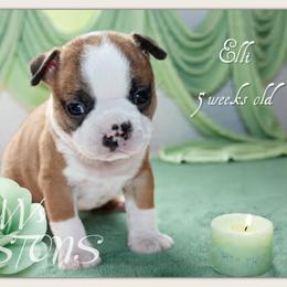 Girl 1-Elli - Seal and white female Boston Terrier puppy in North Central, Vermont from Windy Valley’s Bostons