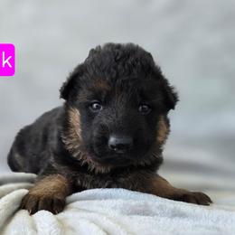 Pink Collar - Black and red female German Shepherd puppy in Sumner, Iowa from Vom Wilke Kennels