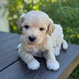Firecracker - Apricot male Goldendoodle puppy in Wharton, Texas from Little Fur Friends