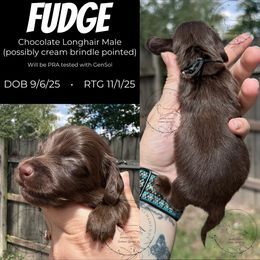 Fudge - Chocolate male Dachshund puppy in Denham Springs, Louisiana from Rockin’ with Dachshunds
