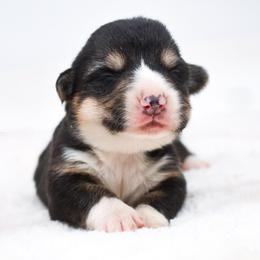 Tri male 1 - Black and tan male Pembroke Welsh Corgi puppy in San Antonio, Texas from Moxxi's Legacy Corgis