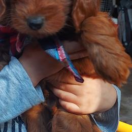 Bubba - Apricot male Goldendoodle puppy in Little Rock, Arkansas from Adorable Mini Doodles LLC