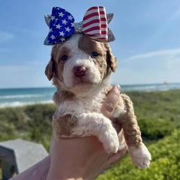 Aussiedoodle and Labradoodle Puppies from Doodles on Duty
