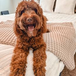 Dibbs - Goldendoodle