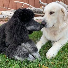 Goldendoodle and Poodle All Grown Up from Fancy Goldendoodles and Poodles