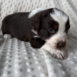Ty - Red tri-color male Australian Shepherd puppy in Quaker City, Ohio from Wagon Wheel Aussies and Corgi’s