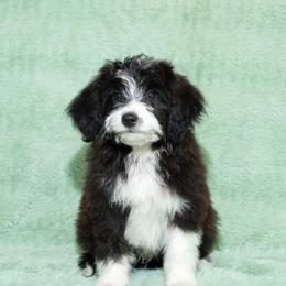 Onix - White and black male Bordoodle puppy in West Valley City, Utah from Tucker Bordoodles