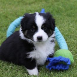 Miniature Australian Shepherd Puppies from Ridgestar Aussies
