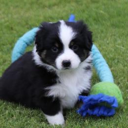 Miniature Australian Shepherd Puppies from Ridgestar Aussies