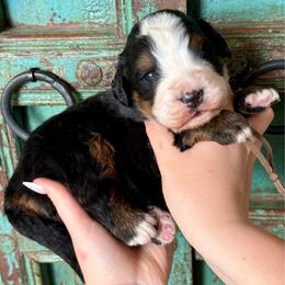 Boy 1 - Black rust and white male Bernese Mountain Dog puppy in Altura, Minnesota from Bluffside Berners