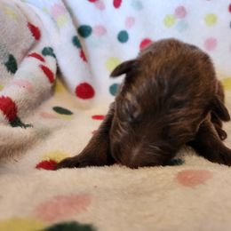 Morpheus - Liver male German Shepherd puppy in Los Lunas, New Mexico from Mali's German Shepherds