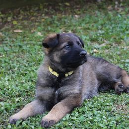 German Shepherd Puppies from Stonewick German Shepherds