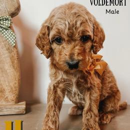 Voldemort - Parti male Goldendoodle puppy in Hilton, New York from The House of Goldendoodle