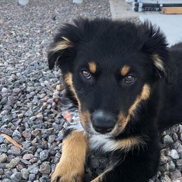 Australian Shepherd Puppies from Far Out Aussies