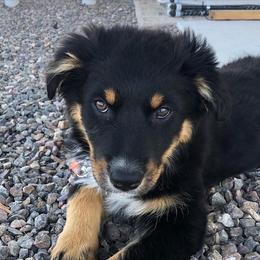 Australian Shepherd Puppies from Far Out Aussies