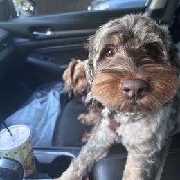 Pepper - Cockapoo