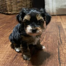 Layla - Black and tan female Yorkshire Terrier puppy in Atlanta, Georgia from Waggin Buddies Litter
