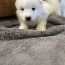Lavender - White female Samoyed puppy in Paulden, Arizona from Carefree Samoyeds & Deserthills Labradors