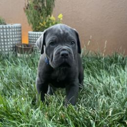 Cowboy - Gray brindle male Cane Corso puppy in Utah from 3Lake Kennelz