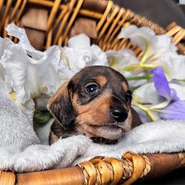 Dachshund Puppies from Royal Bloodline Canines