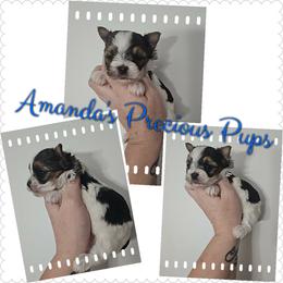 Chance - Chocolate and tan male Yorkshire Terrier puppy in Wartburg, Tennessee from Amanda's Precious Pups