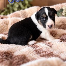 Goose - Tri-color male Border Collie puppy in Sanger, California from Flying M Cactus Ranch Buddies