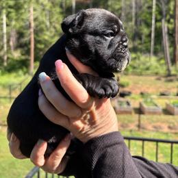 Truffle - Black tri-color female Bulldog puppy in Wolf Creek, Oregon from Dejah Bleu Bulldogs