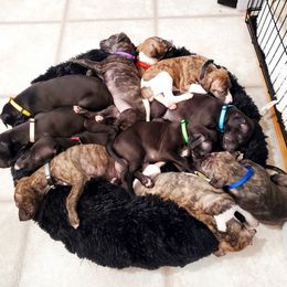 Whippet Puppies from Whippety Split