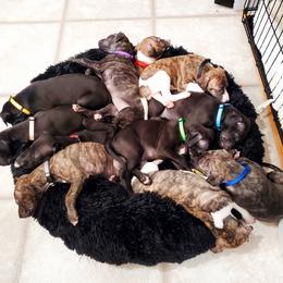 Whippet Puppies from Whippety Split