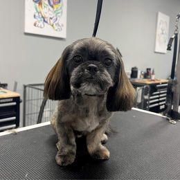 Shih Tzu All Grown Up from Ellis Shih Tzus