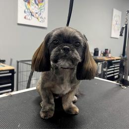 Shih Tzu All Grown Up from Ellis Shih Tzus