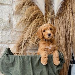 Gray - male Golden Mountain Doodle puppy in Leander, Texas from Olive Grove Doodles