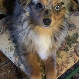 Assorted Doodle Crosses and Toy Australian Shepherds from K-S Toy and Mini Aussies