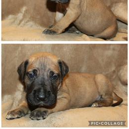 Fletcher - Fawn female Great Dane puppy in Spokane, Washington from Phoenix Family Danes