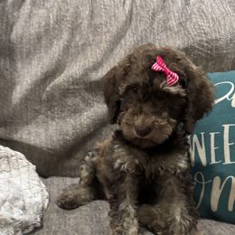 Daisy - Sable female Goldendoodle puppy in Arlington, Texas from Chambers Doodle Patch