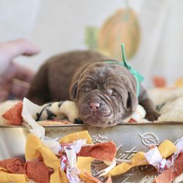 Lady's Green Boy - Chocolate male Labrador Retriever puppy in Williamston, Sc, South Carolina from Dutton Dog Co & Dalla Grazia Doberman