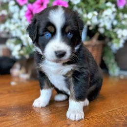 Miniature Australian Shepherd Puppies from Kizmit Farmz
