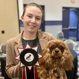Cavalier King Charles Spaniel puppies from Gold Country Cavaliers