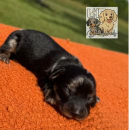 Dachshund Puppies from L&L Dachshunds